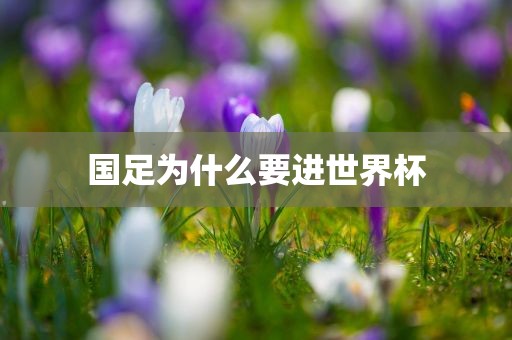 国足为什么要进世界杯