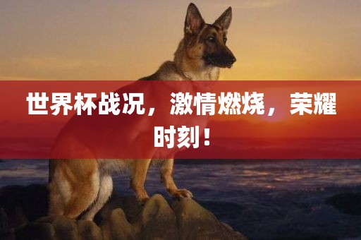 世界杯战况，激情燃烧，荣耀时刻！眉山市正发家政服务有限公司