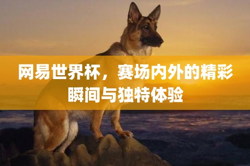 网易世界杯，赛场内外的精彩瞬间与独特体验眉山市正发家政服务有限公司
