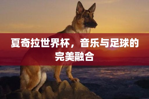 夏奇拉世界杯，音乐与足球的完美融合眉山市正发家政服务有限公司