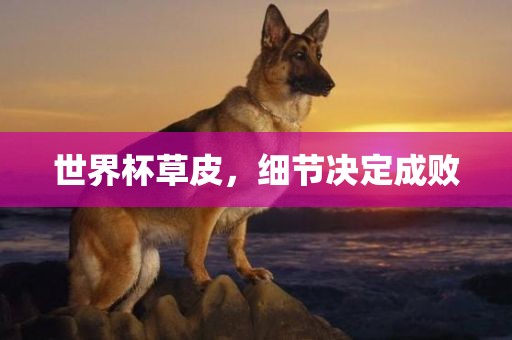 眉山市正发家政服务有限公司世界杯草皮，细节决定成败