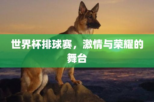 世界杯排球赛，激情与荣耀的舞台眉山市正发家政服务有限公司